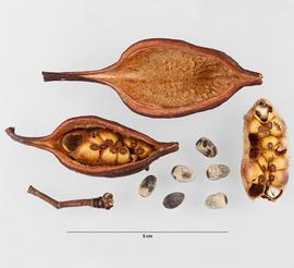   Fruit, seeds:   Brachychiton populneus , fruiting pedicel, detached; interior view of follicle containing seeds; interior view of follicle without seeds; detached cluster of seeds, most with yellow exotestae intact, and encased in stellate-hirsute inner pericarp; seeds (grey-white) with exotestae removed; Photo by M. Maher, USDA APHIS PPQ ITP, imageID.idtools.org
